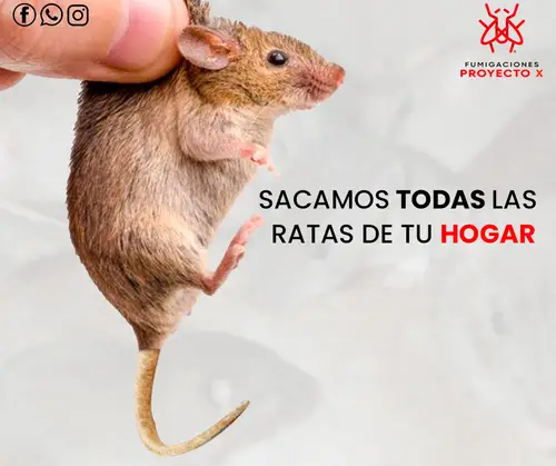 Fumigacion en Trujillo - Proyecto X